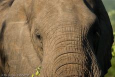 Afrikanischer Elefant (86 von 131).jpg